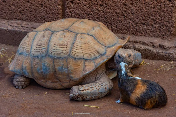 Afrikanische Schildkröte Und Meerschweinchen Affenpark Auf Teneriffa Kanarische Inseln Spanien — Stockfoto