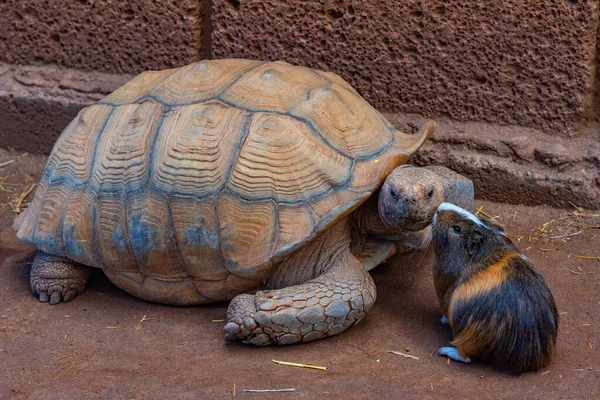 Afrikanische Schildkröte Und Meerschweinchen Affenpark Auf Teneriffa Kanarische Inseln Spanien — Stockfoto