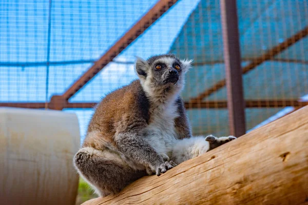 Halka kuyruklu lemur Tenerife, Kanarya Adaları, İspanya 'daki maymun parkında besleniyor..