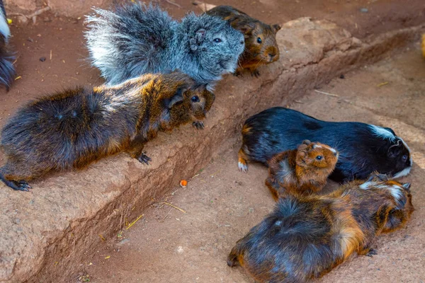 Spanya Kanarya Adaları Tenerife Deki Maymun Parkı Nda Kobay Fareleri — Stok fotoğraf