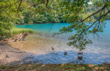 Hırvatistan 'daki Plitvice Gölleri Ulusal Parkı' ndaki yaz gökyüzü suya yansıdı