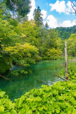 Hırvatistan 'daki Plitvice Gölleri Ulusal Parkı' ndaki yaz gökyüzü suya yansıdı