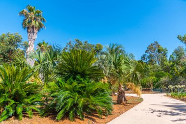 Hırvatistan 'ın Dubrovnik kenti yakınlarındaki Lokrum adasında botanik bahçesi