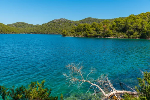 Hırvatistan 'daki Mljet ulusal parkında Veliko Jezero' nun turkuaz suyu