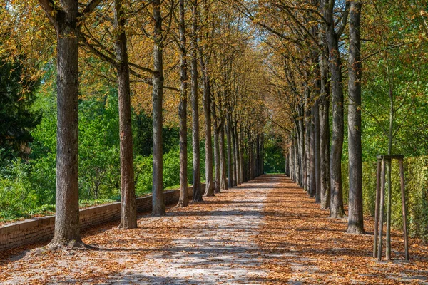 Beco Nos Jardins Palácio Schwetzingen Alemanha Durante Dia Ensolarado Verão — Fotografia de Stock