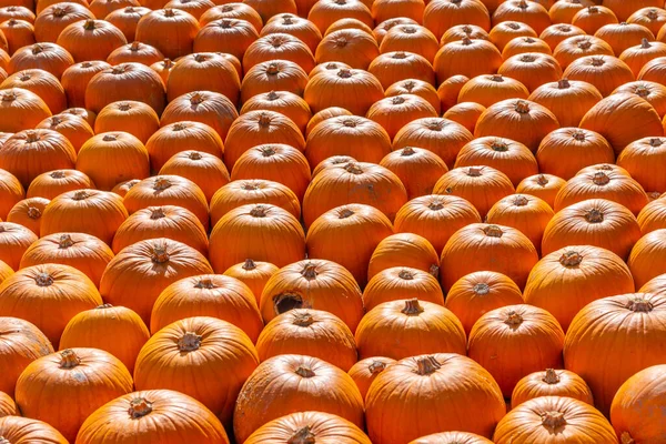 Calabazas Naranjas Surtidos Durante Día Soleado —  Fotos de Stock