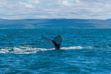 Humpback whale seen during whale watching excursion near Husavik, Iceland clipart