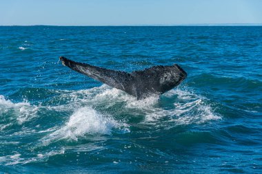 Kambur balina Husavik, İzlanda yakınlarındaki balina gezisinde görüldü.