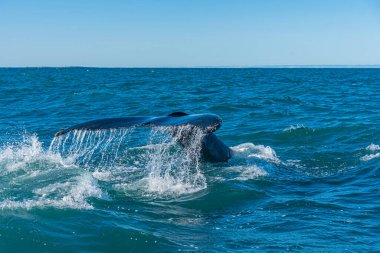 Kambur balina Husavik, İzlanda yakınlarındaki balina gezisinde görüldü.
