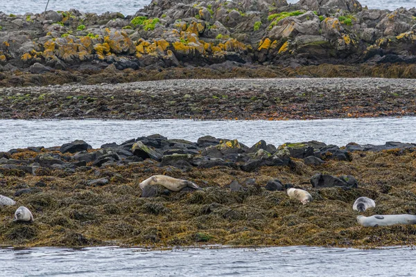 在冰岛享受夏天的港口海豹 — 图库照片