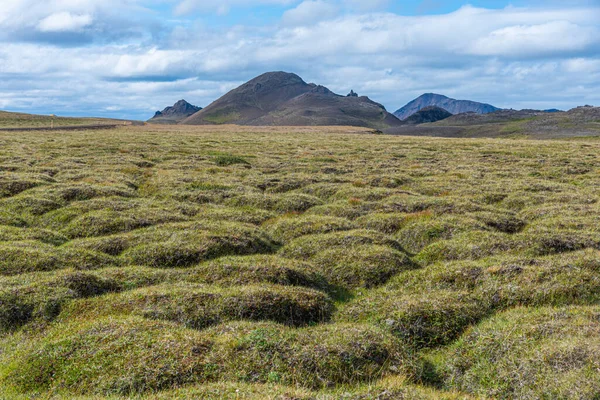 아이슬란드의 주쿠에 크라플라아 지대에서 번성하는 — 스톡 사진