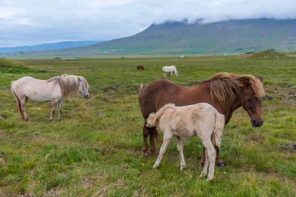 Wild Icelandic Horses Grazing Lush Countryside — Stock Photo, Image