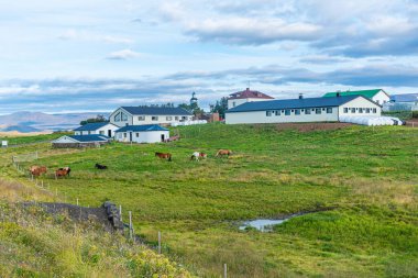 İzlanda 'daki Skutustadir köyünde atlar