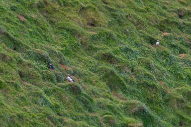 İzlanda 'daki Heimaey Adası' nda yuva yapan martılar.
