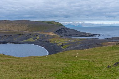 İzlanda 'daki Heimaey Adası' nın Storhofdi yarımadasında koyun otlatılıyor.