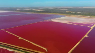 Avustralya 'da Pembe Göl yağlı Limanda