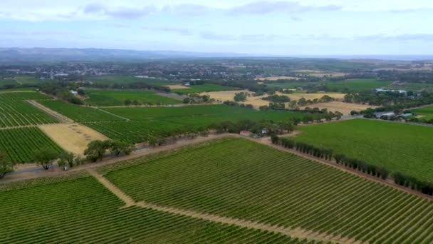 Aerial View Vineyards Mclaren Vale Australia — Stock Video