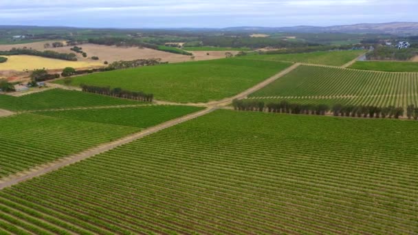 Aerial View Vineyards Mclaren Vale Australia — Stock Video