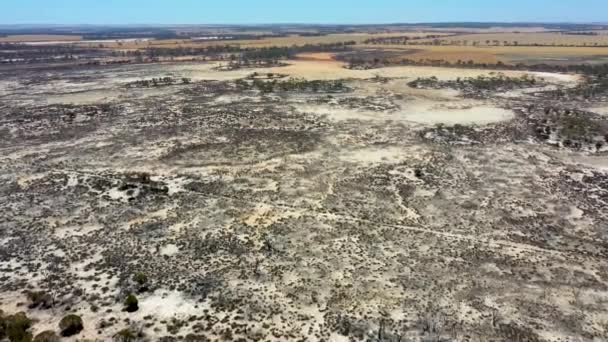 Aerial View Forest Recovering Bushfire Australia — Vídeos de Stock