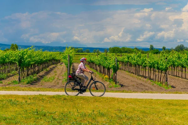 ILMITZ, AUSTRIA, 17 HAZİRAN 2016: Avusturya 'da öngörülemeyen kişilerin yanında yer alan bir üzüm bağının manzarası.