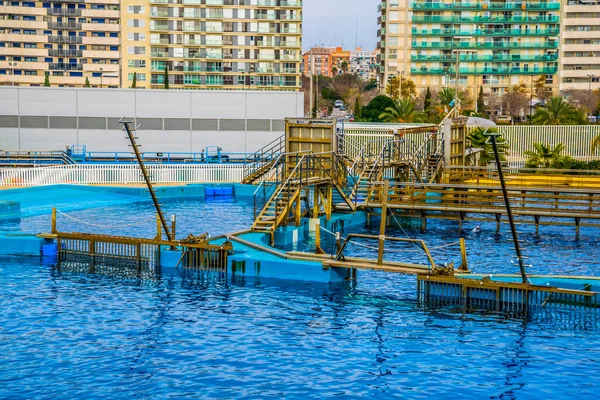 Valencia Spain December 2015 View Dolphin Show Ground Cuidad Las — Stock Fotó