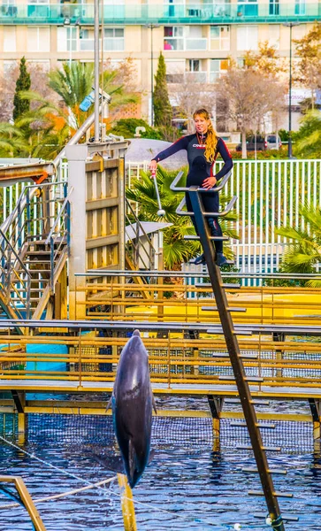 Valencia Spain December 2015 Dolphins Jumping Dolphin Show Aquarium Ciudad — Foto de Stock