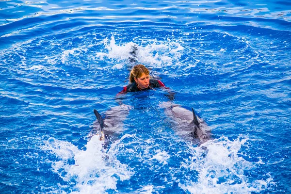 Valencia Spain December 2015 Trainer Playing Dolphin Pool Dolphin Show — Zdjęcie stockowe