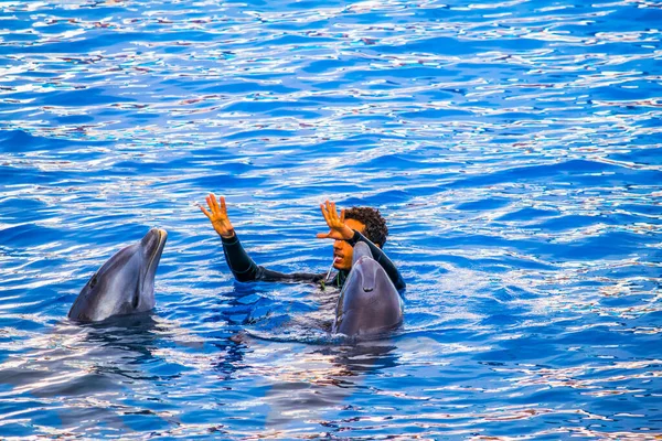 Valencia Spain December 2015 Trainer Playing Dolphin Pool Dolphin Show — Zdjęcie stockowe