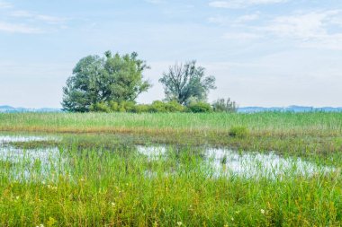 Avusturya 'nın Bregenz kenti yakınlarındaki Bodensee' ye giden bir kanalın görüntüsü