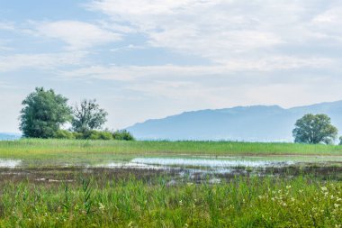 Avusturya 'nın Bregenz kenti yakınlarındaki Bodensee' ye giden bir kanalın görüntüsü