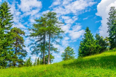 Lihtenştayn 'da bir orman manzarası