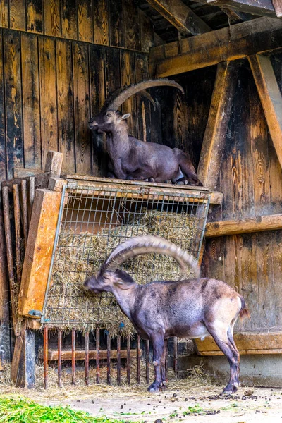 Cabras Montañesas Mantenidas Recinto Cerca Cima Montaña Pfander Cerca Bregenz — Foto de Stock