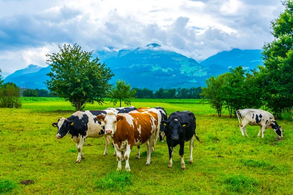 Manada Vacas Está Pastando Liechtenstein — Fotografia de Stock