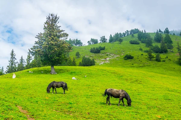 Bir grup vahşi at Lihtenştayn 'da otlanıyor..