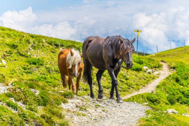 Bir grup vahşi at, Avusturya 'da Zell am yakınlarındaki Alp dağlarında pinzgauer spaziergang yürüyüş yolunda otlanıyor.