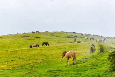 Bir grup vahşi at otlanıyor ve Beklemeto Bulgaristan 'dan geçiyor.