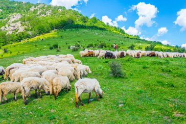 Bulgaristan 'ın orta Balkan ulusal parkında koyunlar otlanıyor