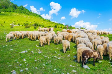 Bulgaristan 'ın orta Balkan ulusal parkında koyunlar otlanıyor