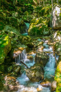 Bulgaristan 'ın orta Balkanlar ulusal parkındaki bir ormanda gizlenmiş küçük bir şelale manzarası