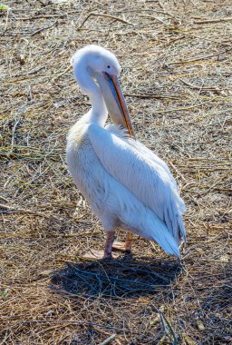 Sofya hayvanat bahçesindeki pelikan.