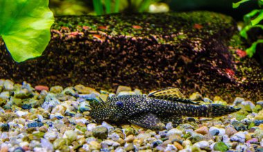 Aquarium Fish Bushymouth catfish (Ancistrus dolichopterus)