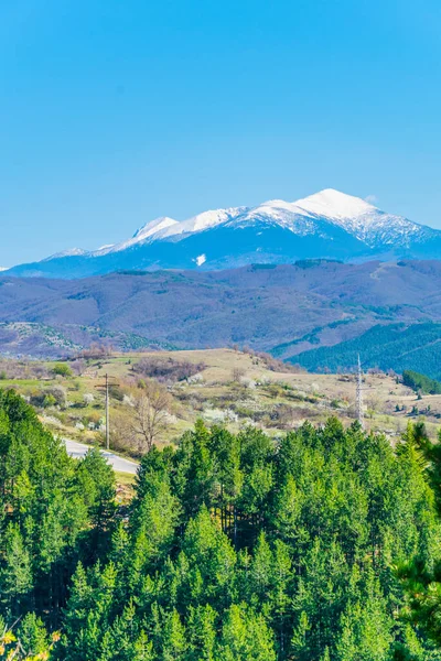 Pirin Mountains Standing Forest Bulgari — Foto Stock