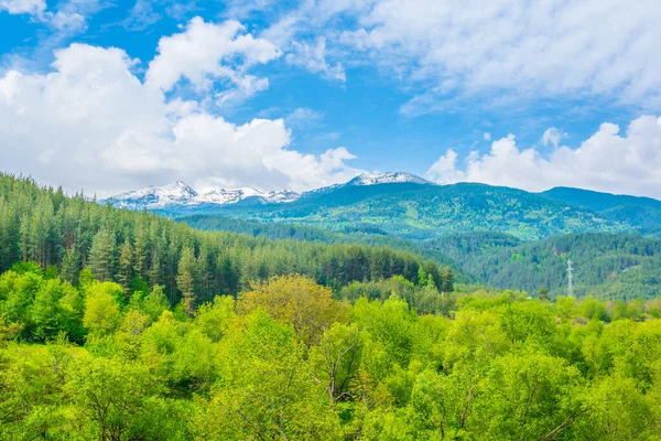 Bir ormanın üzerinde duran Pirin Dağları, Bulgari