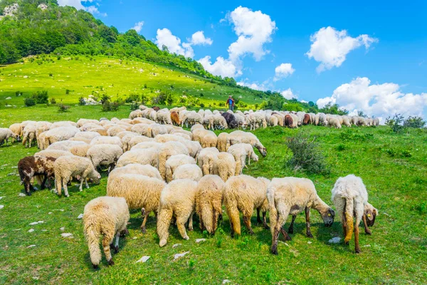 Bulgaristan 'ın orta Balkan ulusal parkında koyunlar otlanıyor