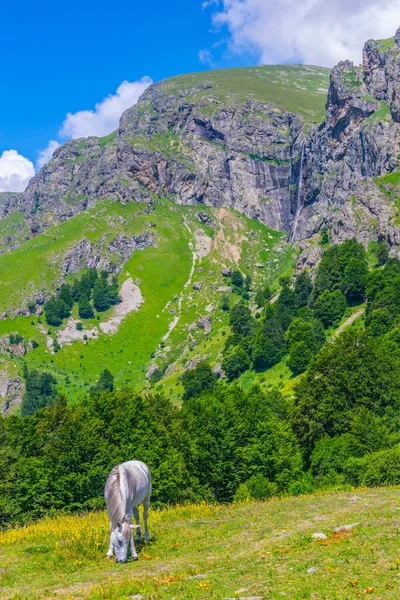 Beyaz bir at çayırda otluyor. Ardıç kuşağında kuru üzümlü praskalo şelalesi.