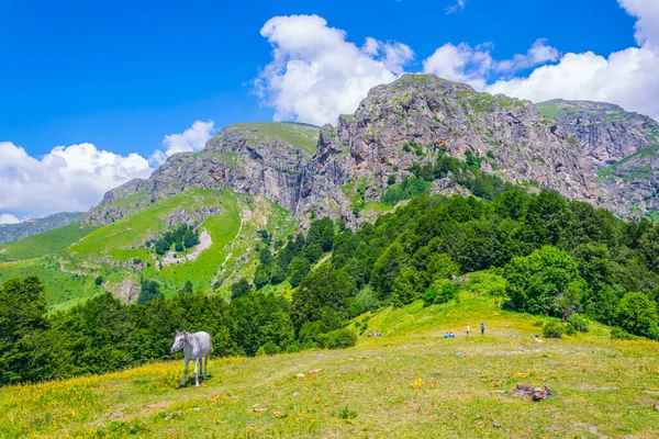 Beyaz bir at çayırda otluyor. Ardıç kuşağında kuru üzümlü praskalo şelalesi.
