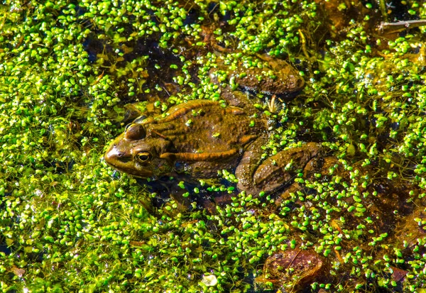 A frog in a pond of duckweed