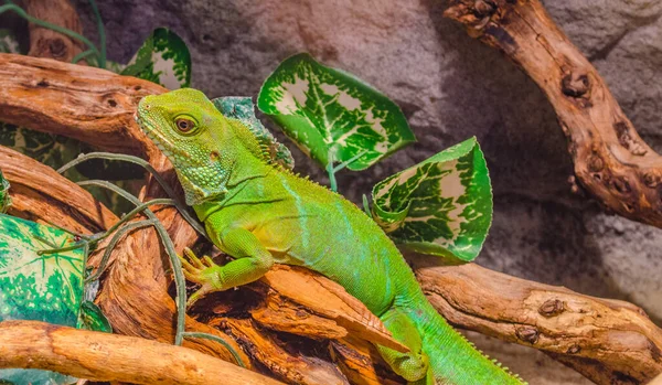 Çin Su Ejderhası - Çin Su Ejderhası 'nın yanı sıra Yeşil Su Ejderhası Physignathus Coincinus' a da yakın çekim.