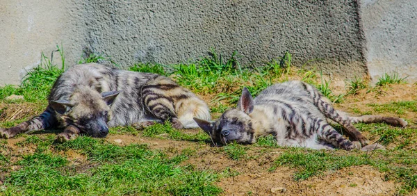 Śpiąca Hiena Zoo Sofii — Zdjęcie stockowe