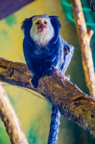 Geoffroys Goeldisapa Callithrix Geoffroyi — Stockfoto